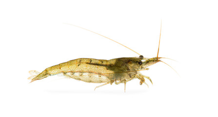 Atyaephyra desmaresti, Caridine, freshwater shrimp, isolated on white