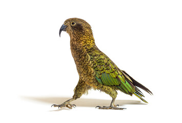 Kea bird waliking, Nestor notabilis, or Alpine parrot, isolated on white
