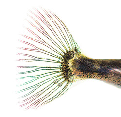 Side view of a transparent fishtail of Three-spined stickleback, Gasterosteus aculeatus,