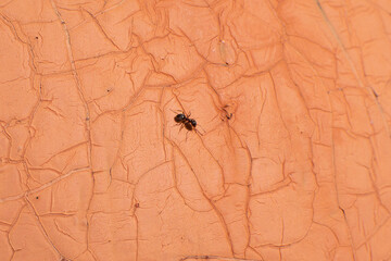The cracked paint on an old metallic surface.