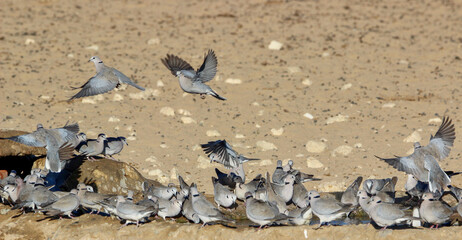 Cape Turtle Doves at the waterhole, Kgalagadi