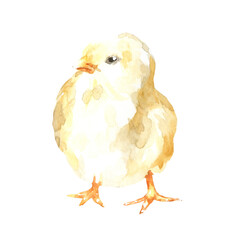 Watercolor farm animal chick. Single chicken isolated cute spring flora animal. Nursery woodland illustration.Farmhouse animsl for baby shower invitation, nursery decor, print, greeting card