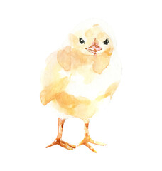 Watercolor farm animal chick. Single chicken isolated cute spring flora animal. Nursery woodland illustration.Farmhouse animsl for baby shower invitation, nursery decor, print, greeting card