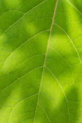 Naklejka na ściany i meble beautiful fresh green spathifyllum leaves macro close-up image