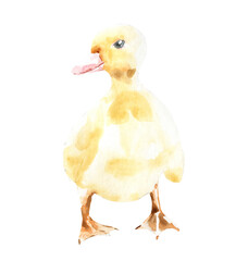 Watercolor farm animal chick. Single chicken isolated cute spring flora animal. Nursery woodland illustration.Farmhouse animsl for baby shower invitation, nursery decor, print, greeting card