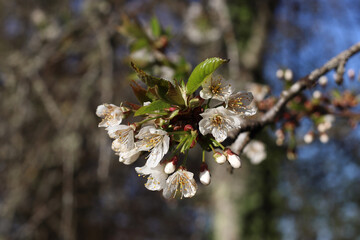 cherry blossoms in spring