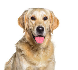 Portrait of Golden retriever dog panting, isolated on white