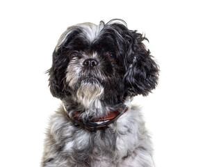 head shot of grey and black Shih tzu dog looking away, isolated on white