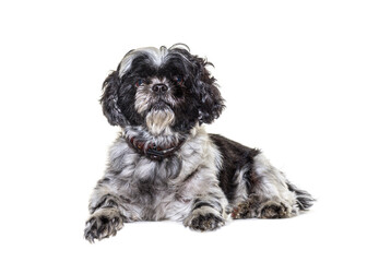 Black and grey Shih tzu dog lying down and looking at camera, isolated on white