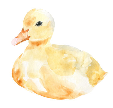 Watercolor Farm Animal Duck. Single Domestic Pet Isolated Cute Spring Flora Animal. Nursery Woodland Illustration. Farmhouse Easter For Baby Shower Invitation, Nursery Decor, Print, Greeting Card
