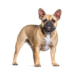 Standing French bulldog, isolated on white