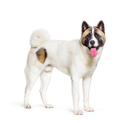 Standing american akita dog looking at camera, isolated on white