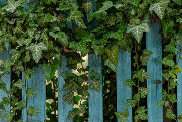  (Hedera helix), Wall of green ivy. Hedera spiral. Original texture of natural greenery. Decoration of fence with ordinary ivy. Background from elegant leaves. Nature concept for design
