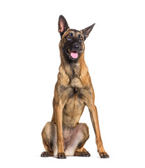 Sitting and looking up Malinois panting, isolated on white