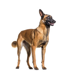 Malinois also know as Belgian shepherd dog, looking weird or surprise, isolated on white