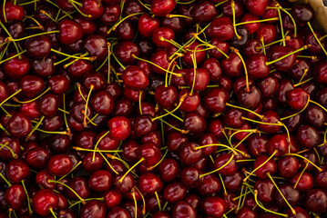 Branch of ripe cherries on a tree in a garden, Ripe cherries hanging from a cherry tree branch. just before harvest in early summer, Ripe cherries background. pattern