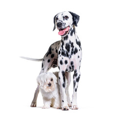 Maltese and Dalmatian dog standing together, isolated on white