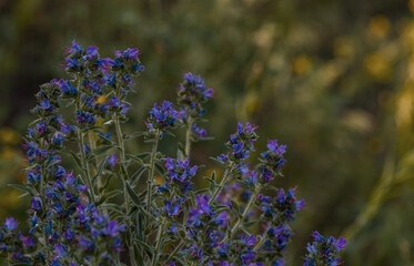 Echium vulgare, viper's bugloss, blueweed in bloom, Selective focus and natural daylight, In nature, among the wild herbs , Moldova