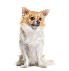 Portrait of sitting Chihuahua dog, isolated on white