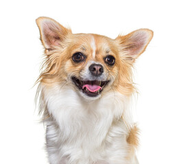 Portrait of Chihuahua dog panting, isolated on white