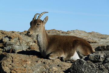 Cabra montesa