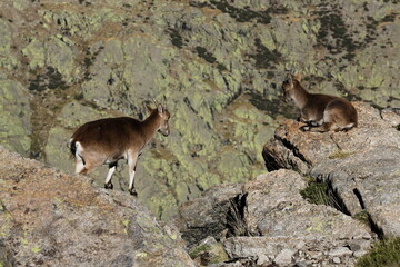Cabras montesas