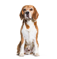 Beagle dog standing in front, isolated on white