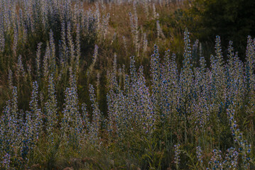Echium vulgare, viper's bugloss, blueweed in bloom, Selective focus and natural daylight, In nature, among the wild herbs , Moldova