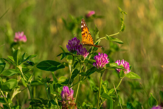 butterfly on a flower. beautiful lady butterfly Vanessa Cardui, red clover. orange-black and white butterfly on a pink clover flower on a green background. macro nature, meadow clover in green grass