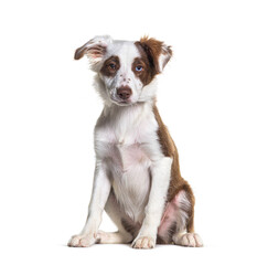 Odd-eyed Brown and white young Border collie dog sitting, isolated on white