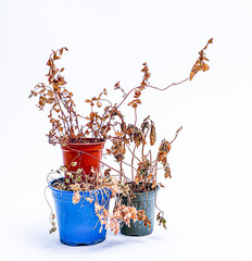 Neglected dried and dead plant in blue and red plastic pot