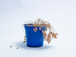 Neglected dried and dead plant in blue and red plastic pot