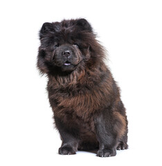 Obraz premium sitting Black Chow-chow dog looking at the camera, isolated on white