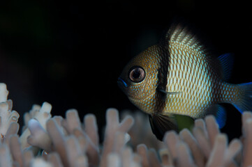 Macro fish hiding in the dark coral reef 