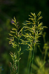 Graceful spikelets of Awnless brome (Bromopsis inermis) on meadow near river - gentle summer natural background for any design. That nice plants Bromus inermis is feed culture for fattening animals