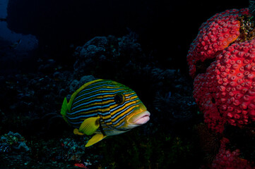 Big Lips Yellow stripped fish in tropical coral reef