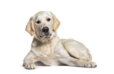 Lying down Golden Retriever dog looking at camera, isolated on white