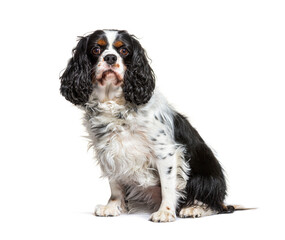 Cavalier King Charles Spaniel dog, isolated on white