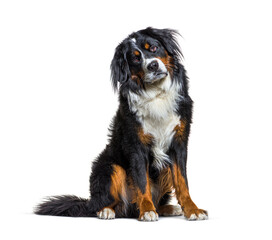 Sitting Bernese Mountain Dog panting, isolated on white