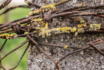 a rusty barbed wire grown with lichens