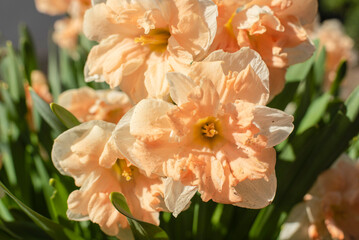 daffodil hybrids with salmon pink petals in sunlight