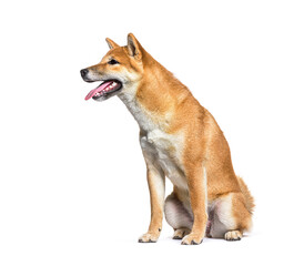 Side view of shiba inu dog panting, isolated on white