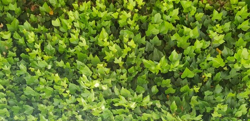 green ivy wall