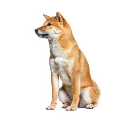 Side view of a shiba inu dog looking away, isolated on white