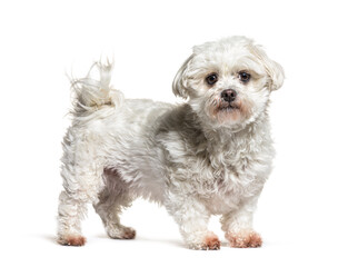 Side view of a white Maltese dog standing looking at camera, isolated