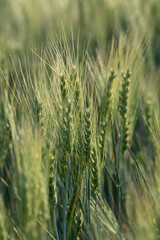 Triticale and male Hand ,Caressing Foxtail Barley (Hordeum Jubatum), Close-up of wild barley, green wheat on the field at sunset, Moldova