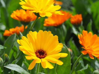 Calendula officinalis