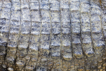 close up the crocodile skin for reptile animal skin and texture