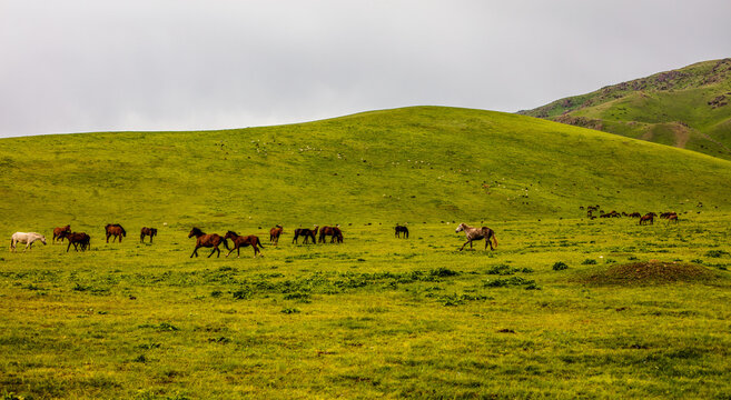 herd of horses © KAIRZHAN