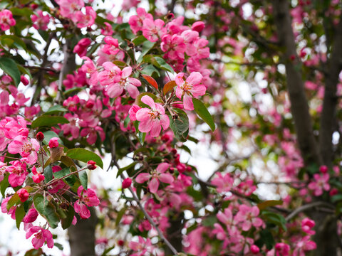 Apple tree in bloom with pink flowers. Full frame.